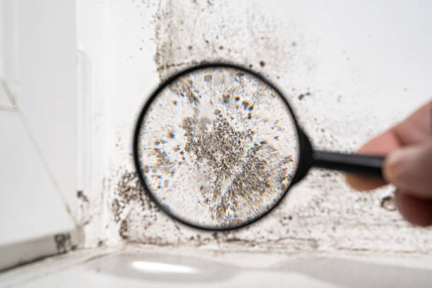 Best Emergency Mold Remediation  in Troy, MO